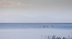 lake-birds-2