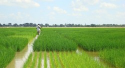 rice-production