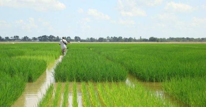 rice-production